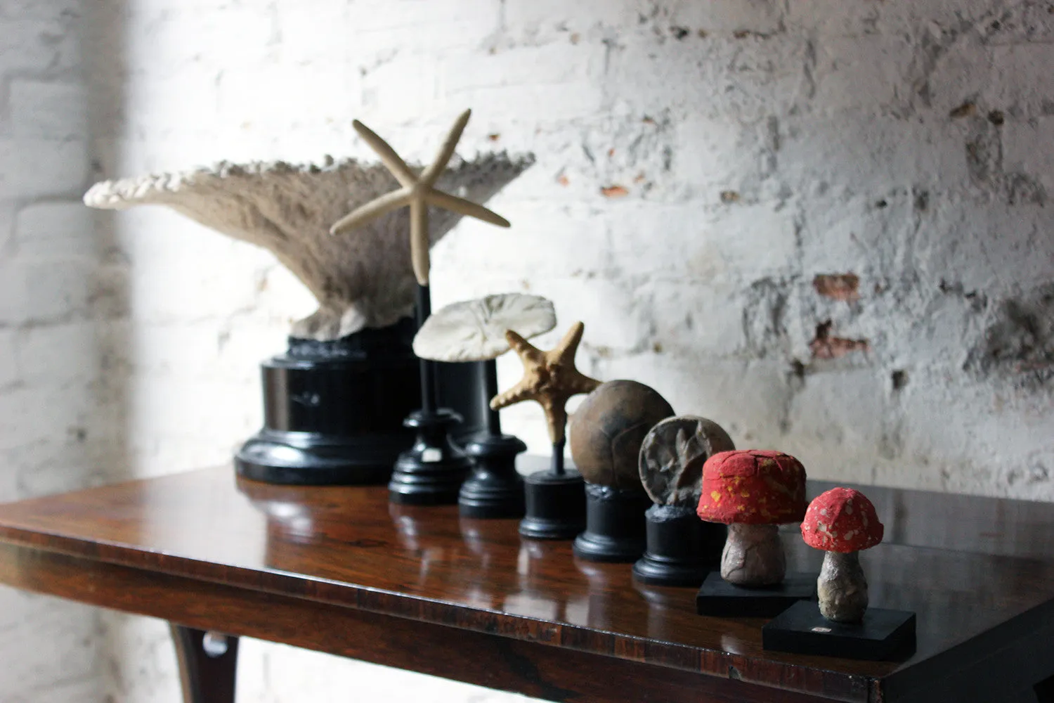 A Fantastic Group of Eight Early 20thC Mounted Natural History Specimens c.1910-20