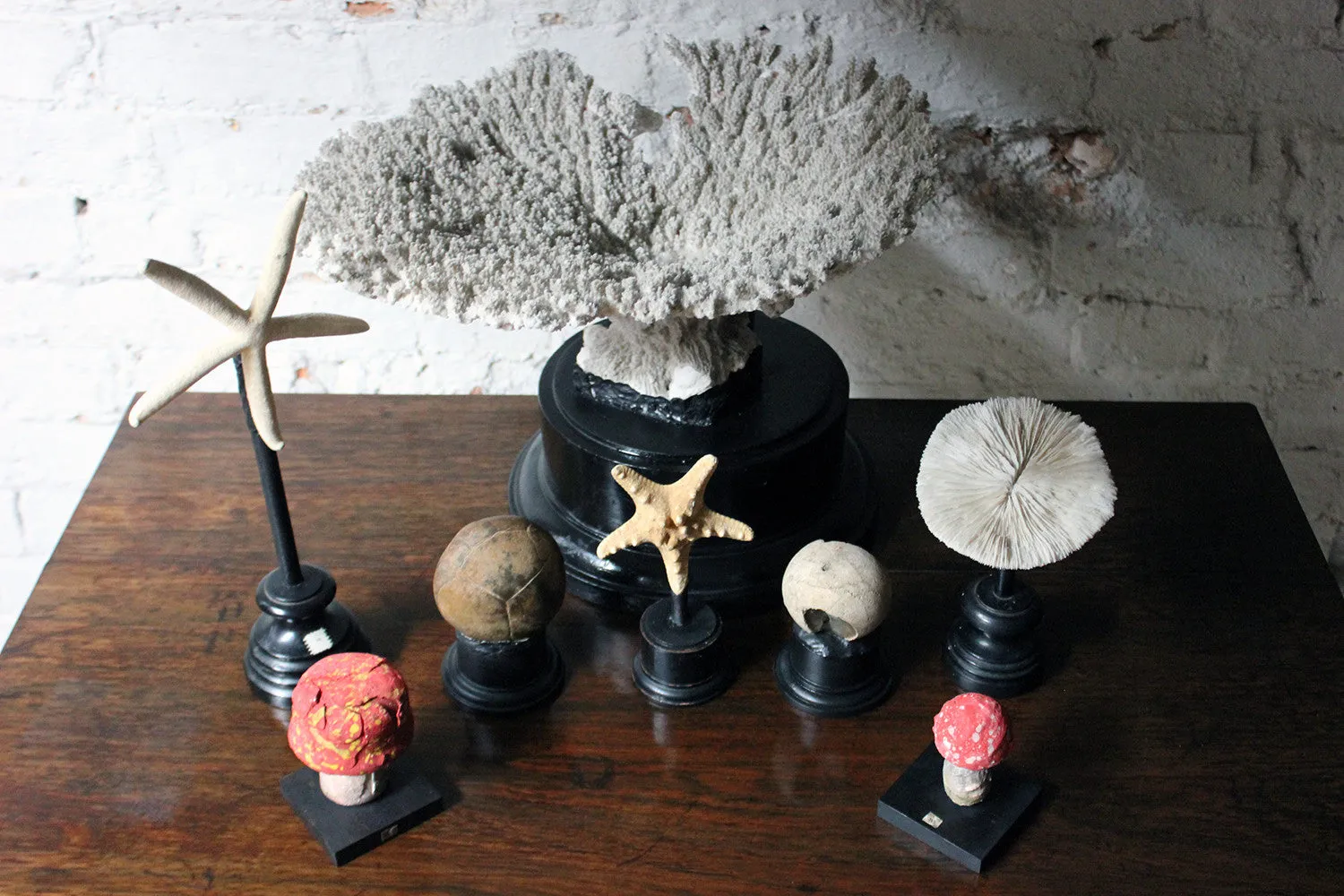 A Fantastic Group of Eight Early 20thC Mounted Natural History Specimens c.1910-20