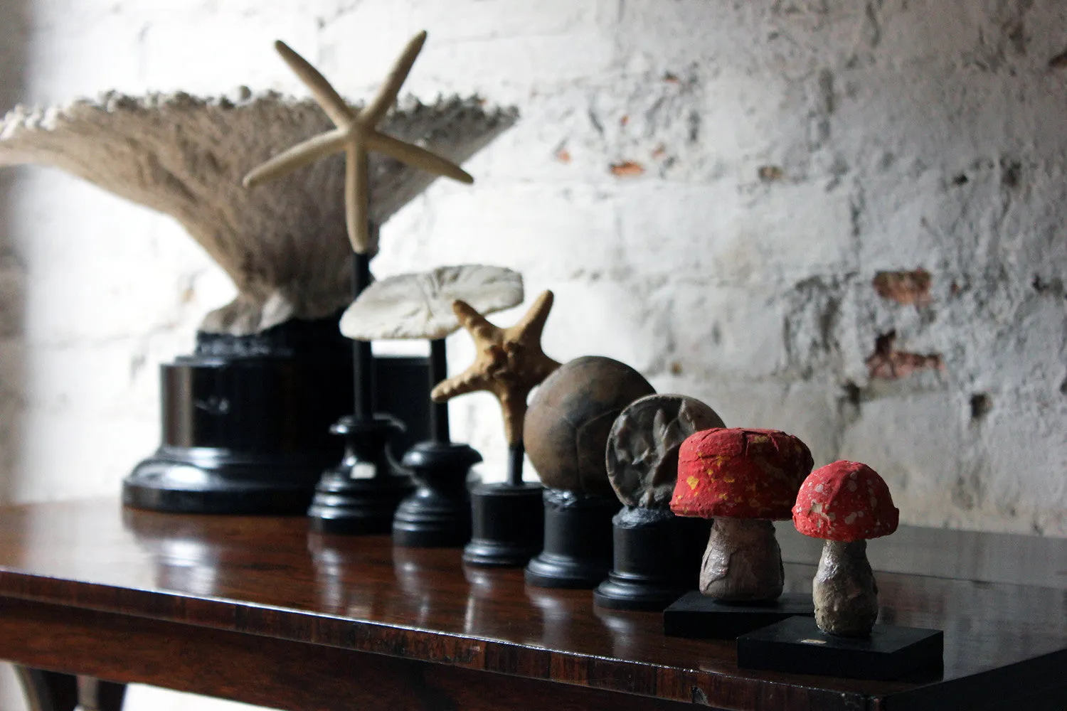 A Fantastic Group of Eight Early 20thC Mounted Natural History Specimens c.1910-20