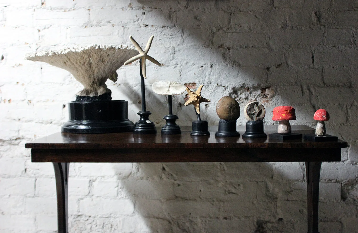 A Fantastic Group of Eight Early 20thC Mounted Natural History Specimens c.1910-20