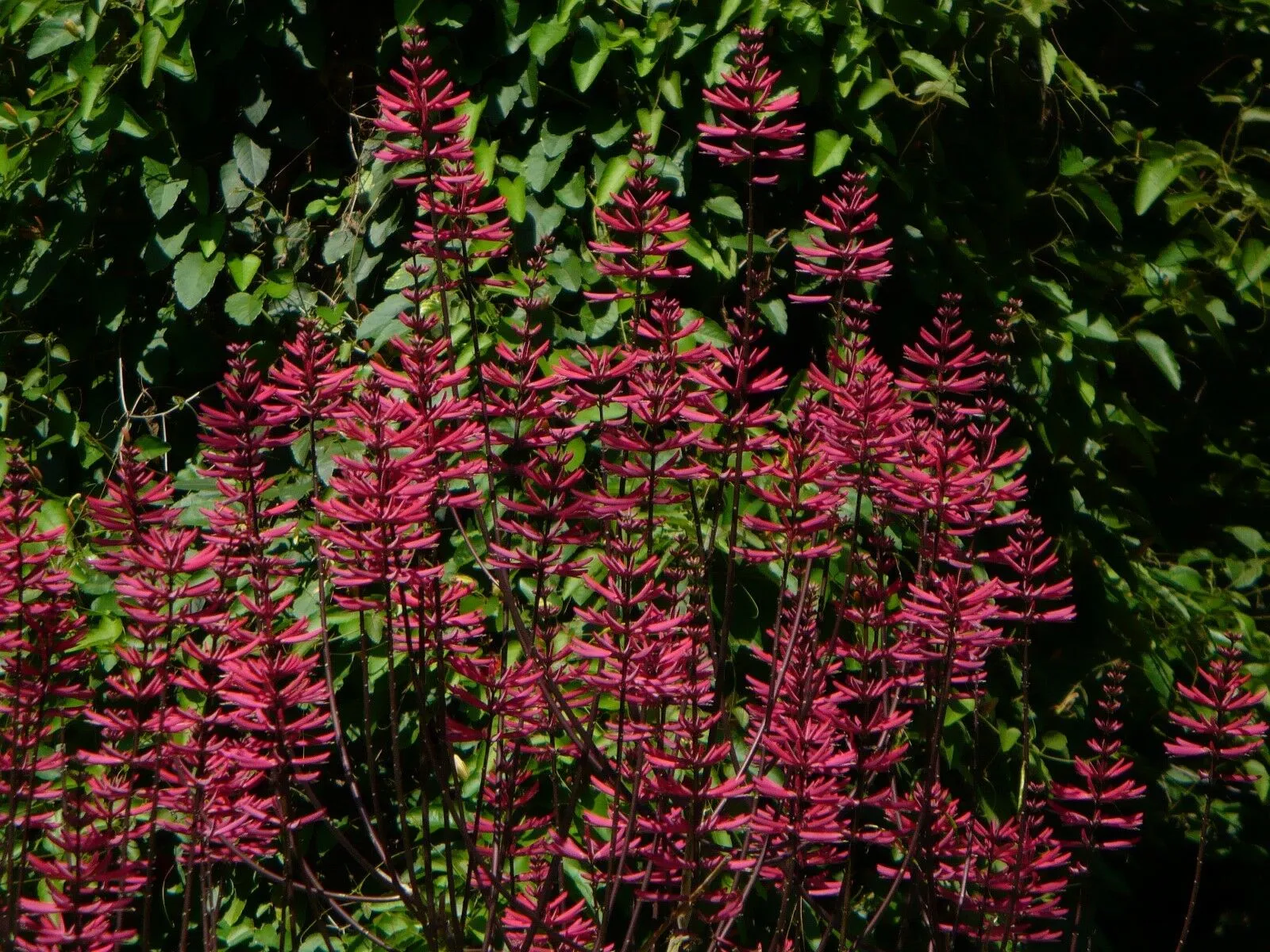 Coral Bean Erythrina herbacea 20 Seeds  USA Company