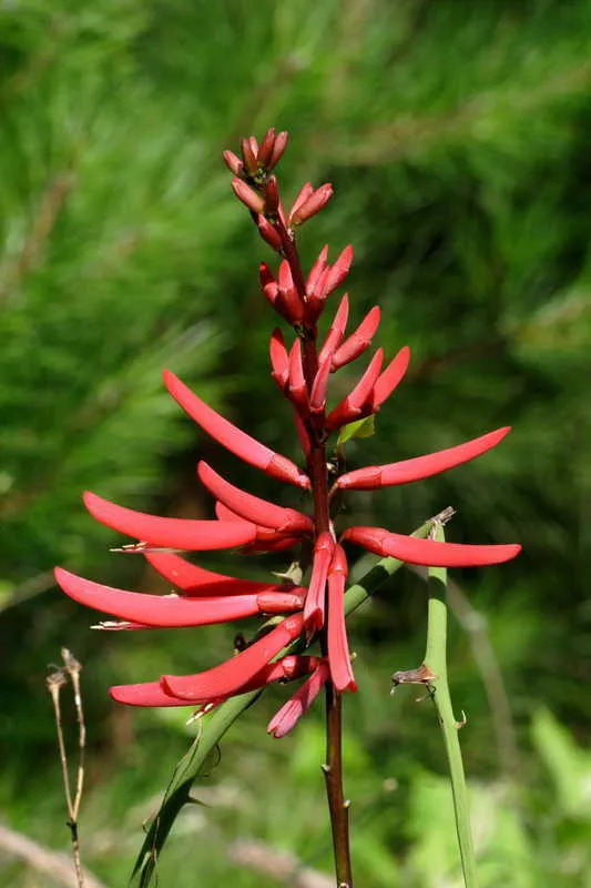 Coral Bean Erythrina herbacea 20 Seeds  USA Company