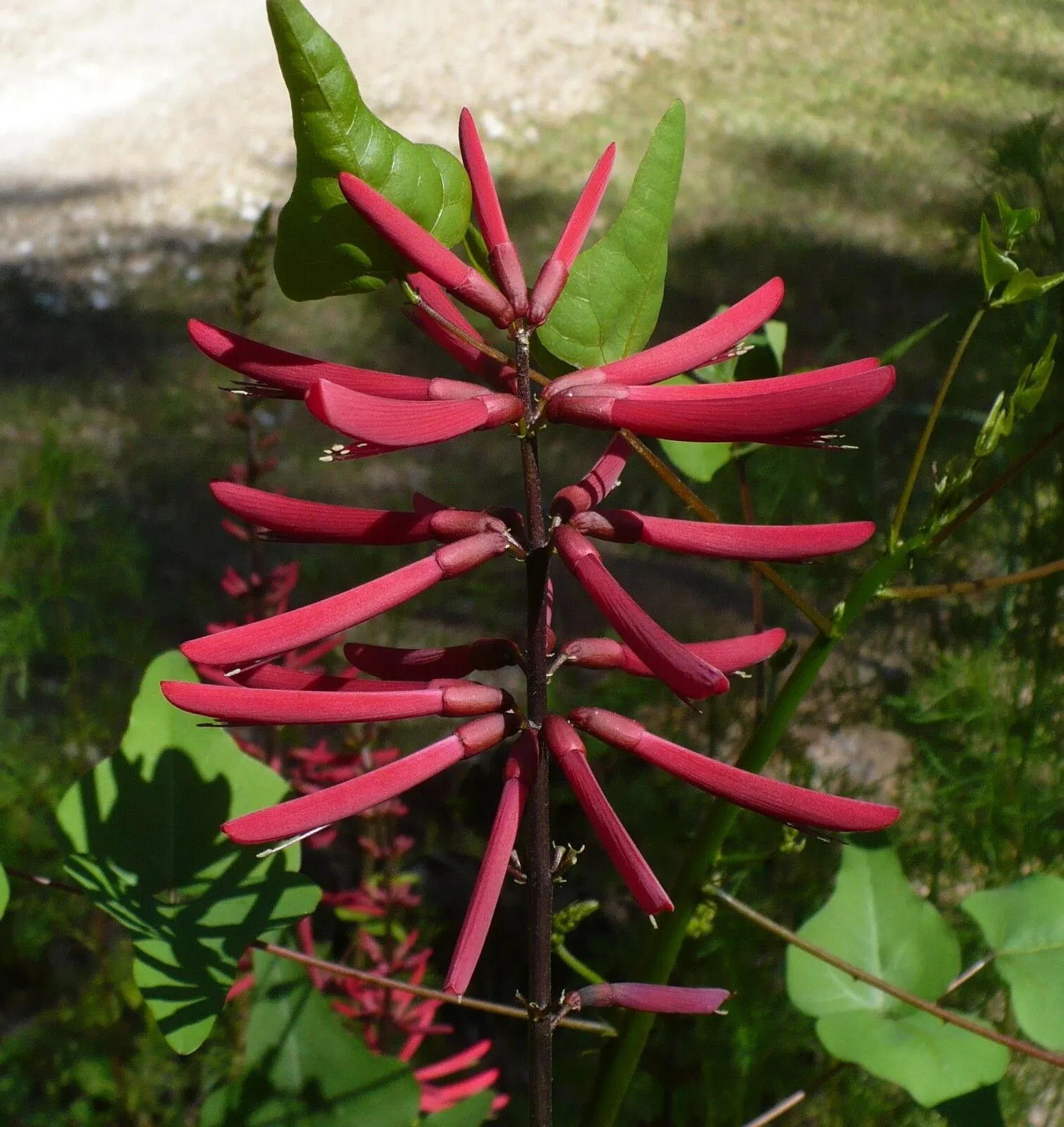 Coral Bean Erythrina herbacea 20 Seeds  USA Company