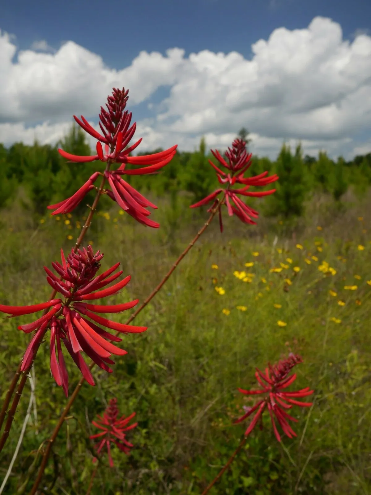 Coral Bean Erythrina herbacea 20 Seeds  USA Company