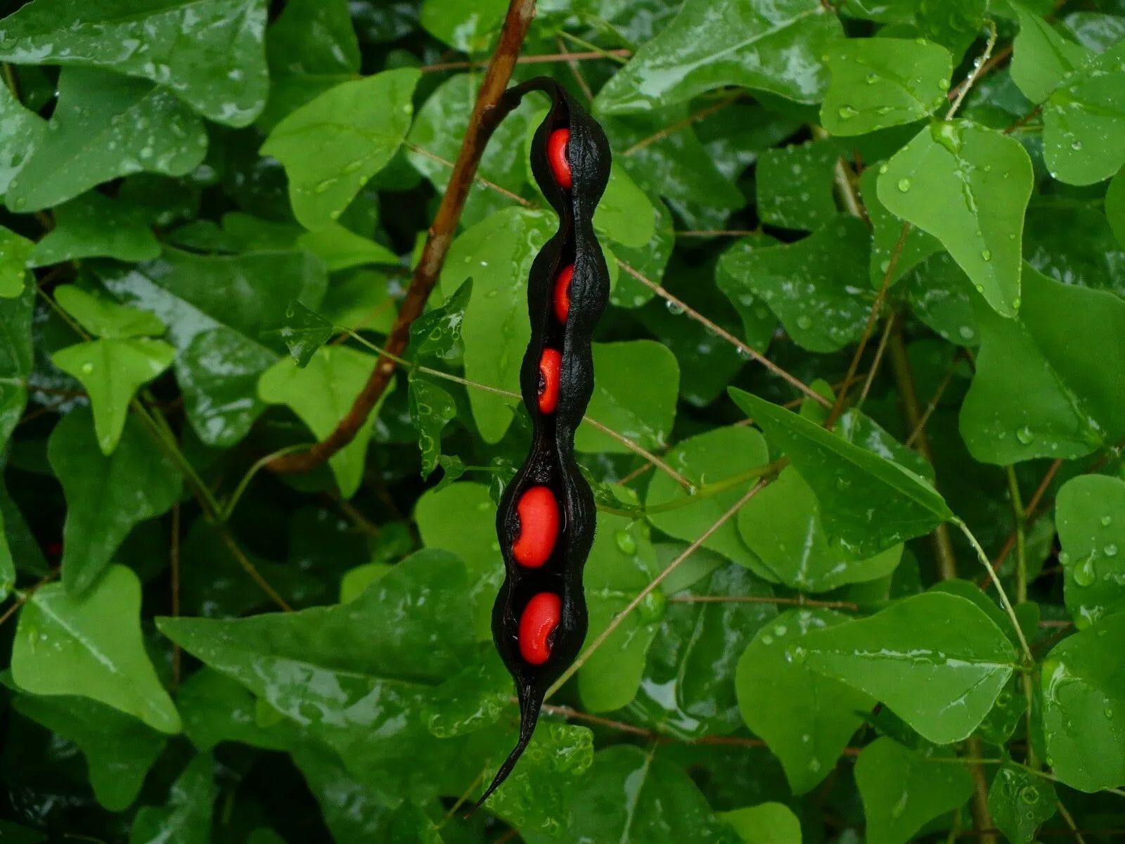 Coral Bean Erythrina herbacea 20 Seeds  USA Company