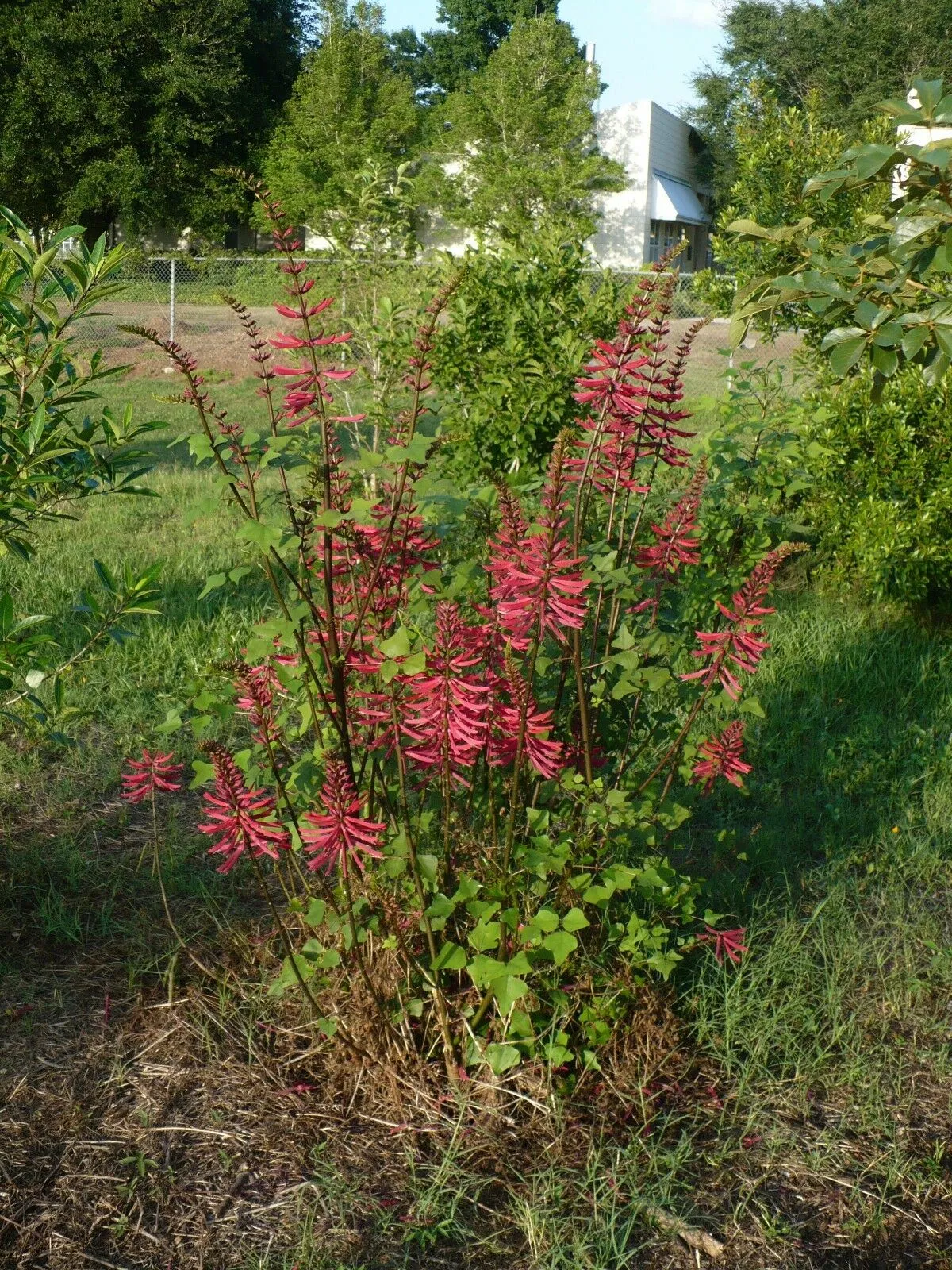 Coral Bean Erythrina herbacea 20 Seeds  USA Company