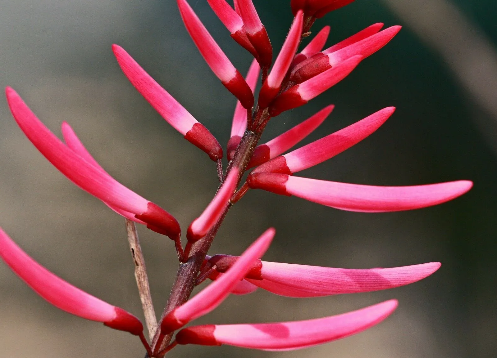 Coral Bean Erythrina herbacea 20 Seeds  USA Company