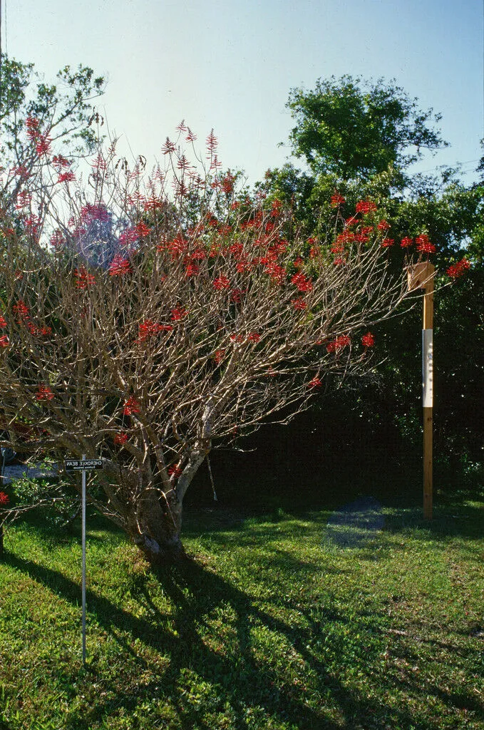 Coral Bean Erythrina herbacea 20 Seeds  USA Company