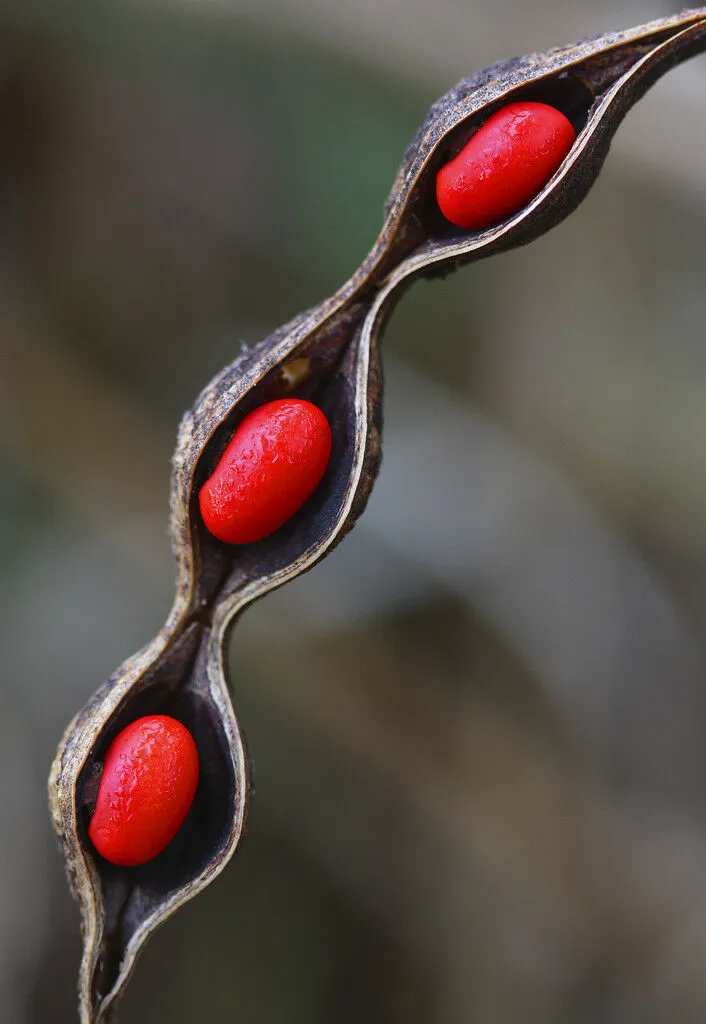 Coral Bean Erythrina herbacea 20 Seeds  USA Company