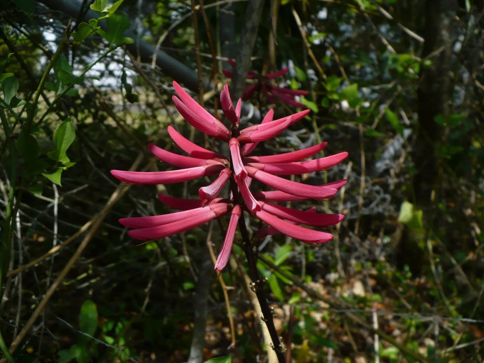 Coral Bean Erythrina herbacea 20 Seeds  USA Company