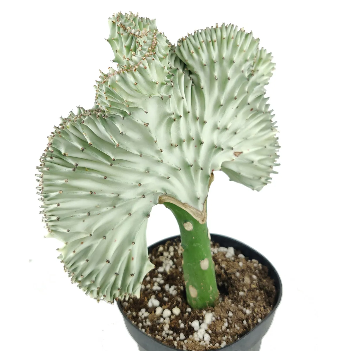 Coral Cactus