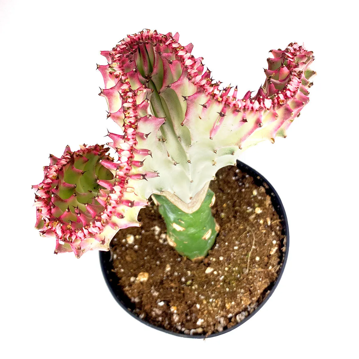 Coral Cactus