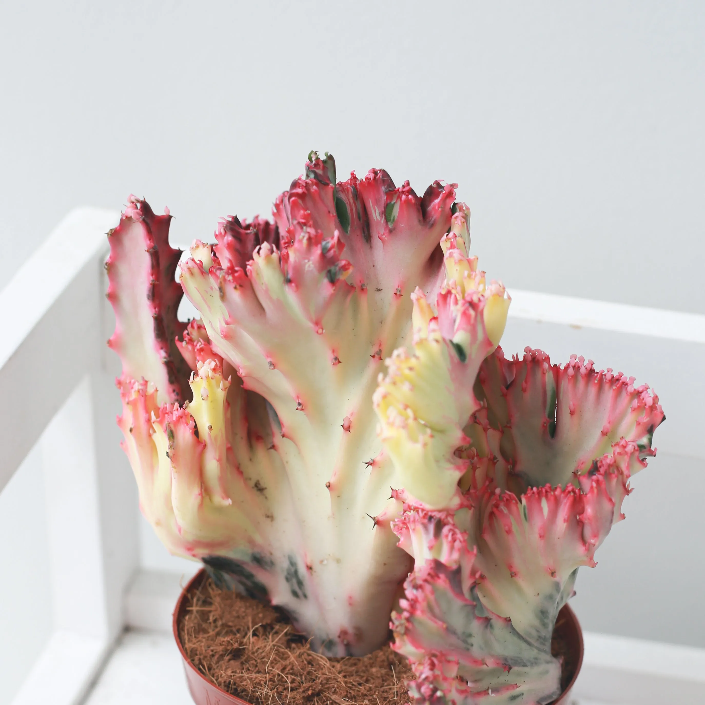 Coral Cactus