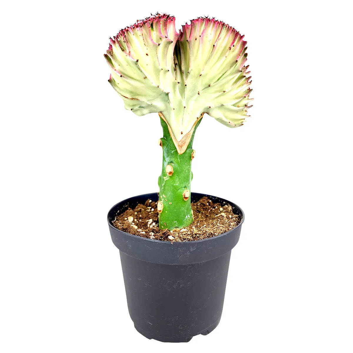 Coral Cactus