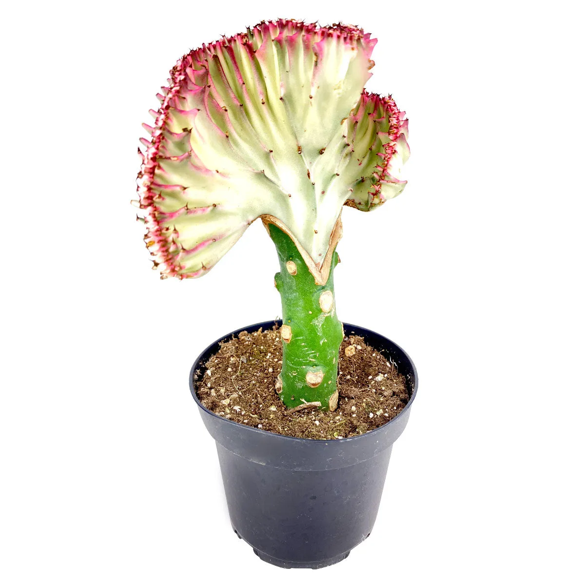 Coral Cactus