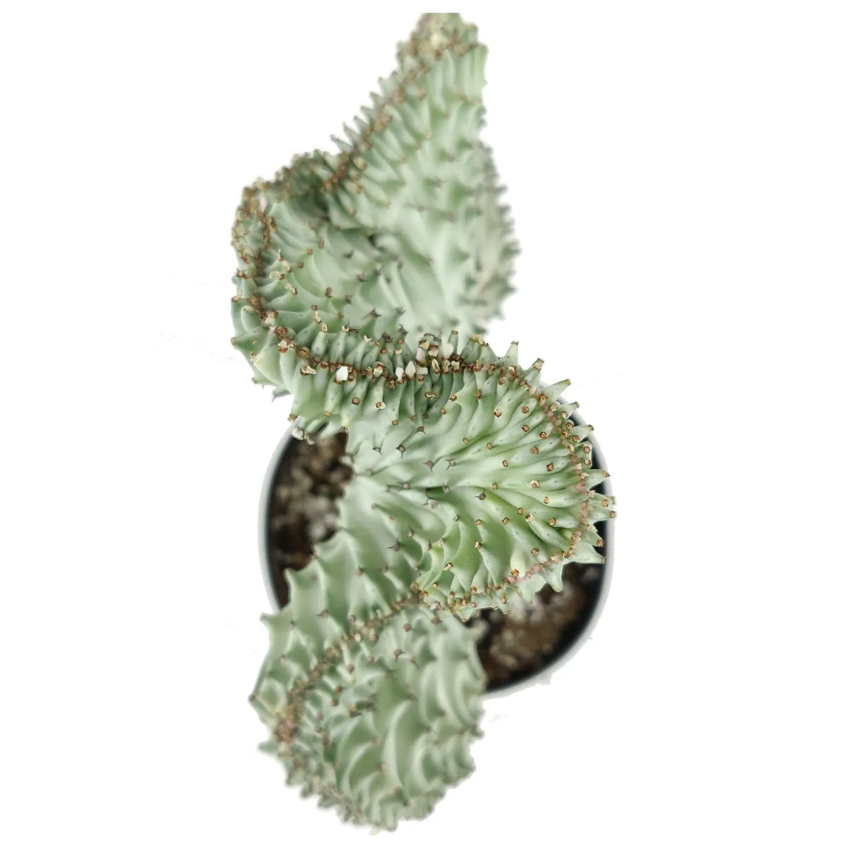 Coral Cactus