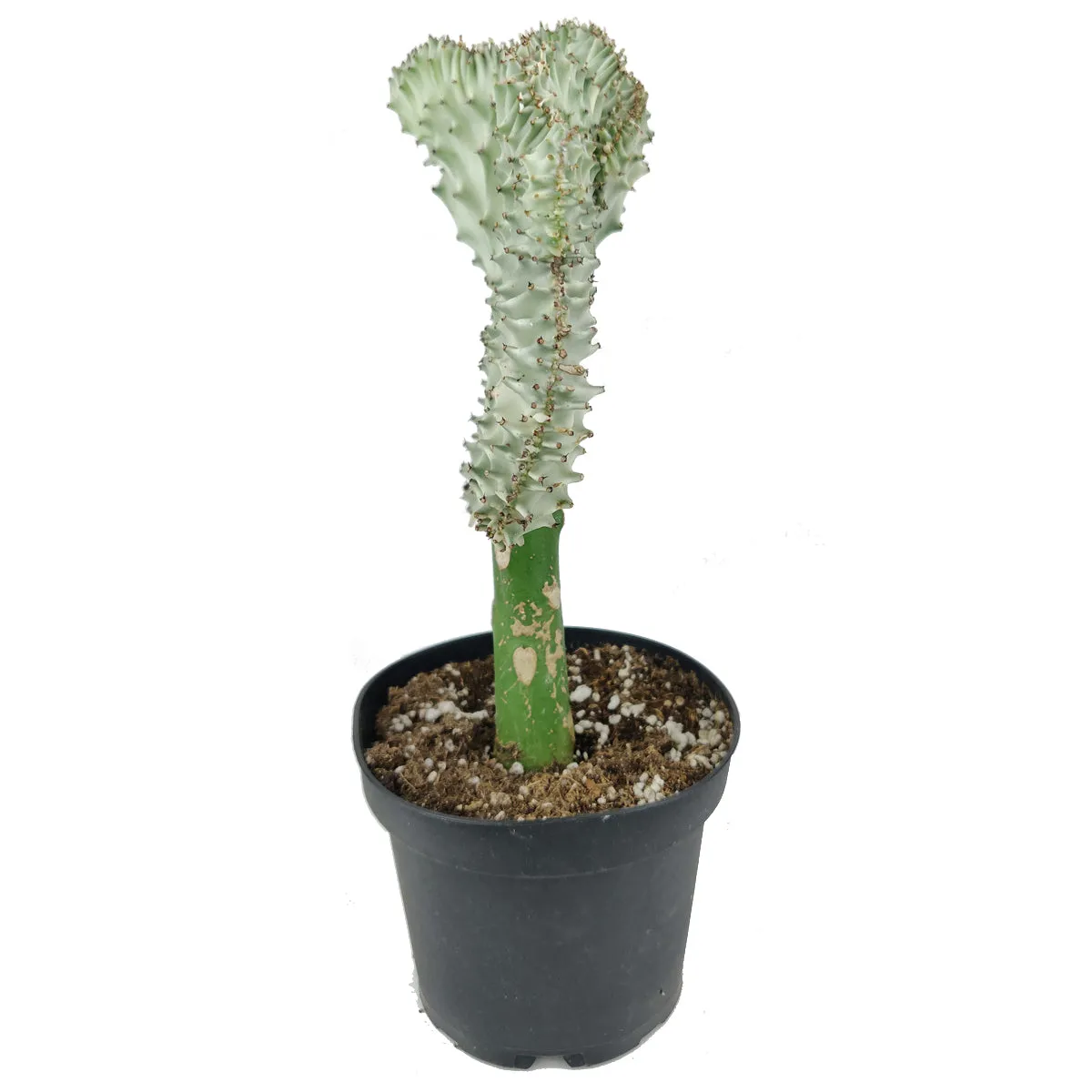 Coral Cactus