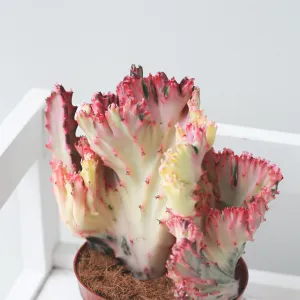 Coral Cactus