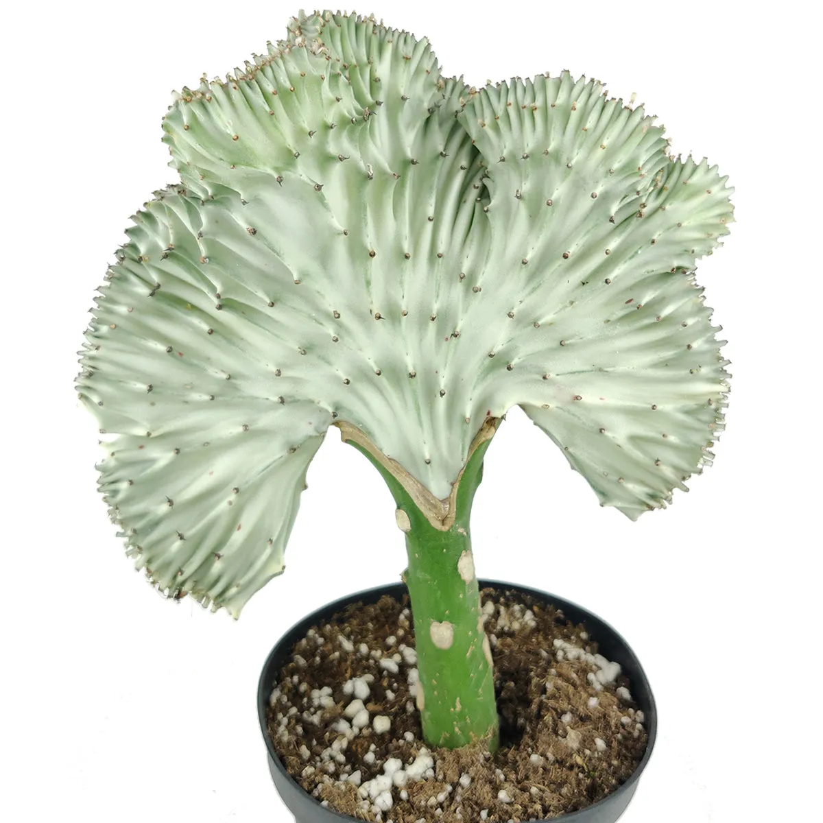 Coral Cactus