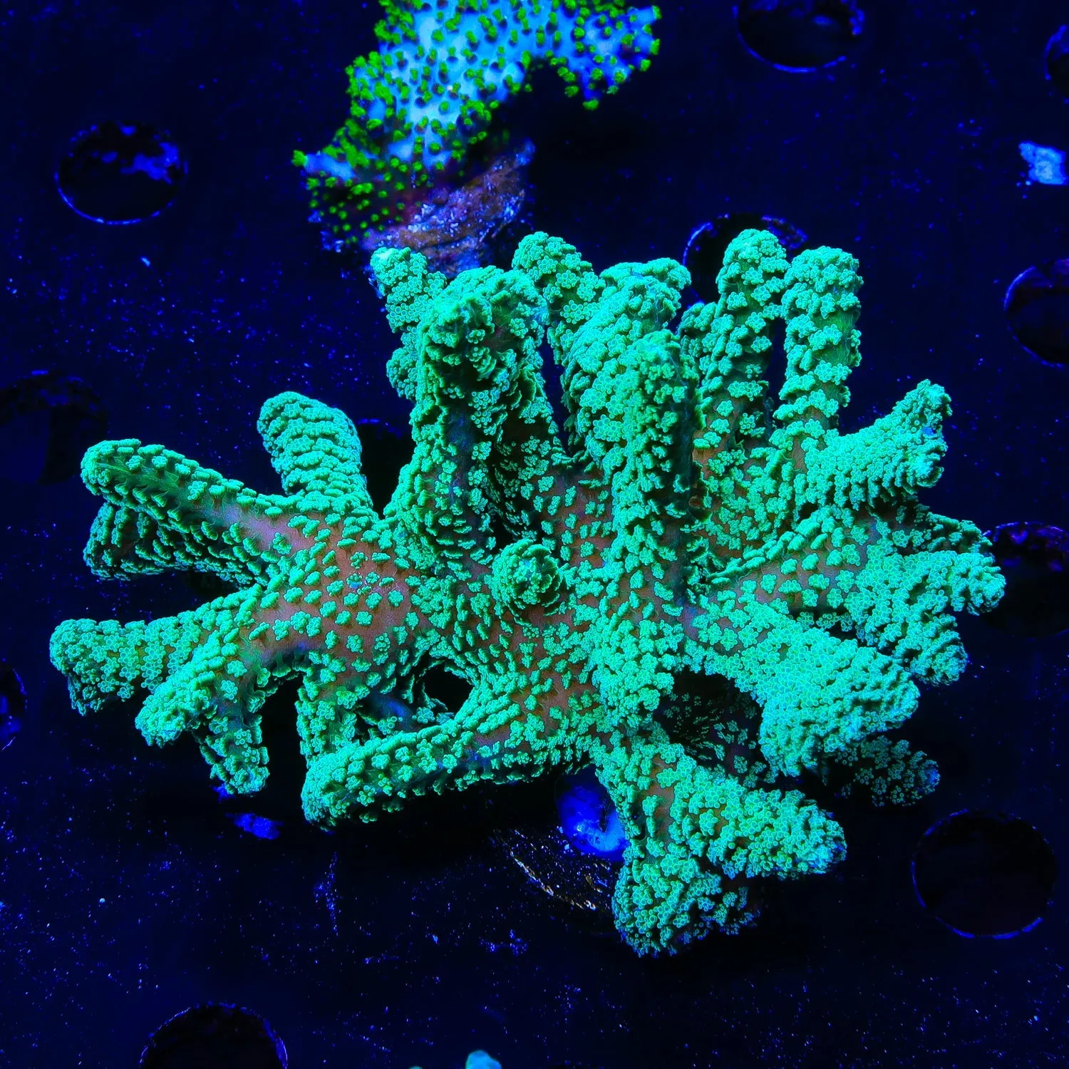 Green Birdsnest Coral