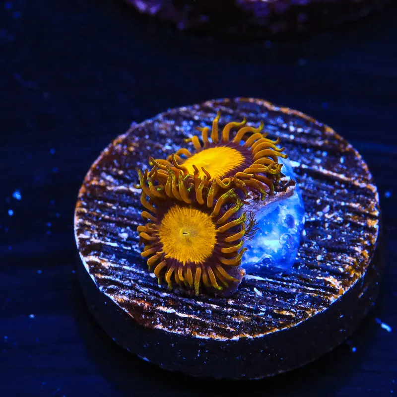 King Midas Zoanthid Coral