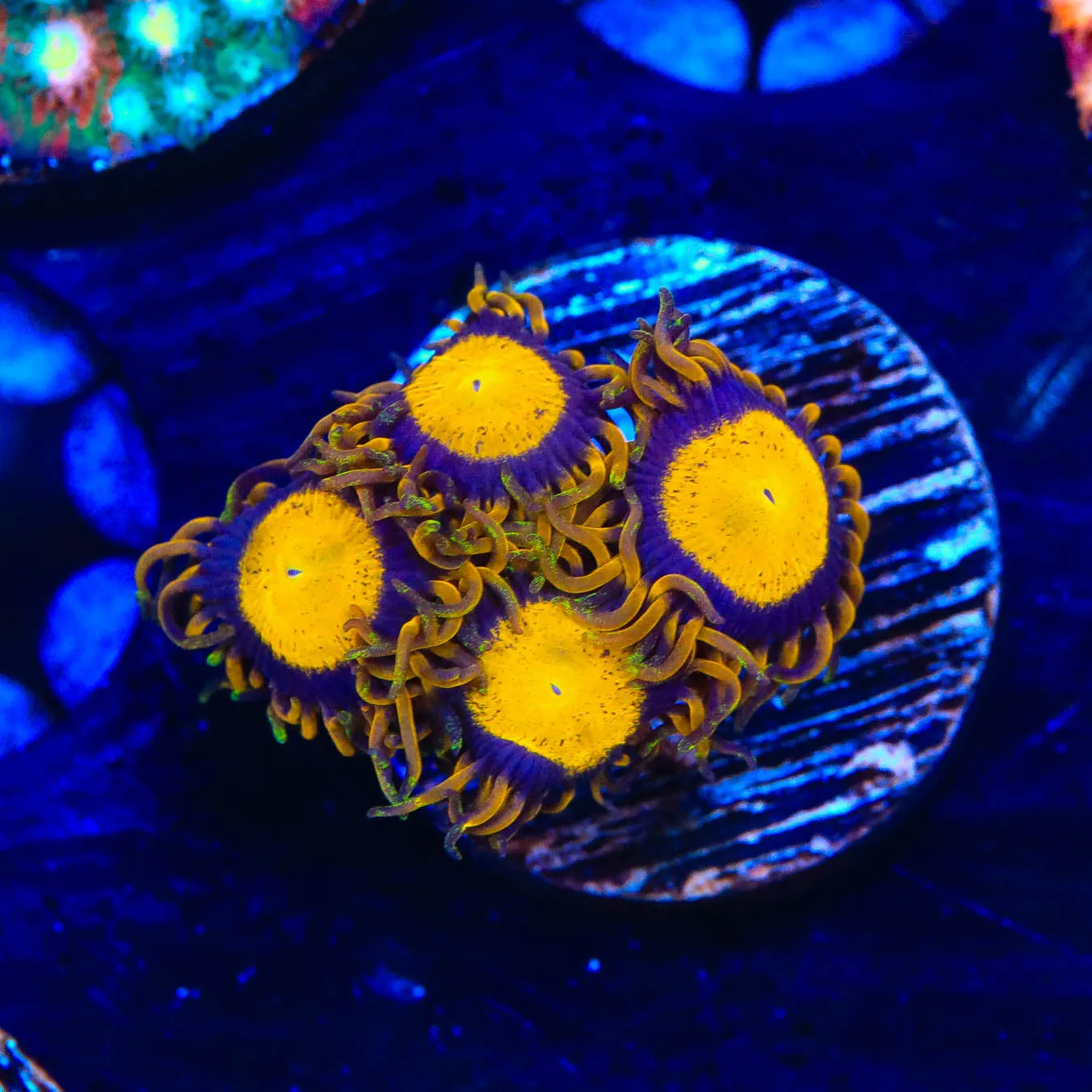 King Midas Zoanthid Coral