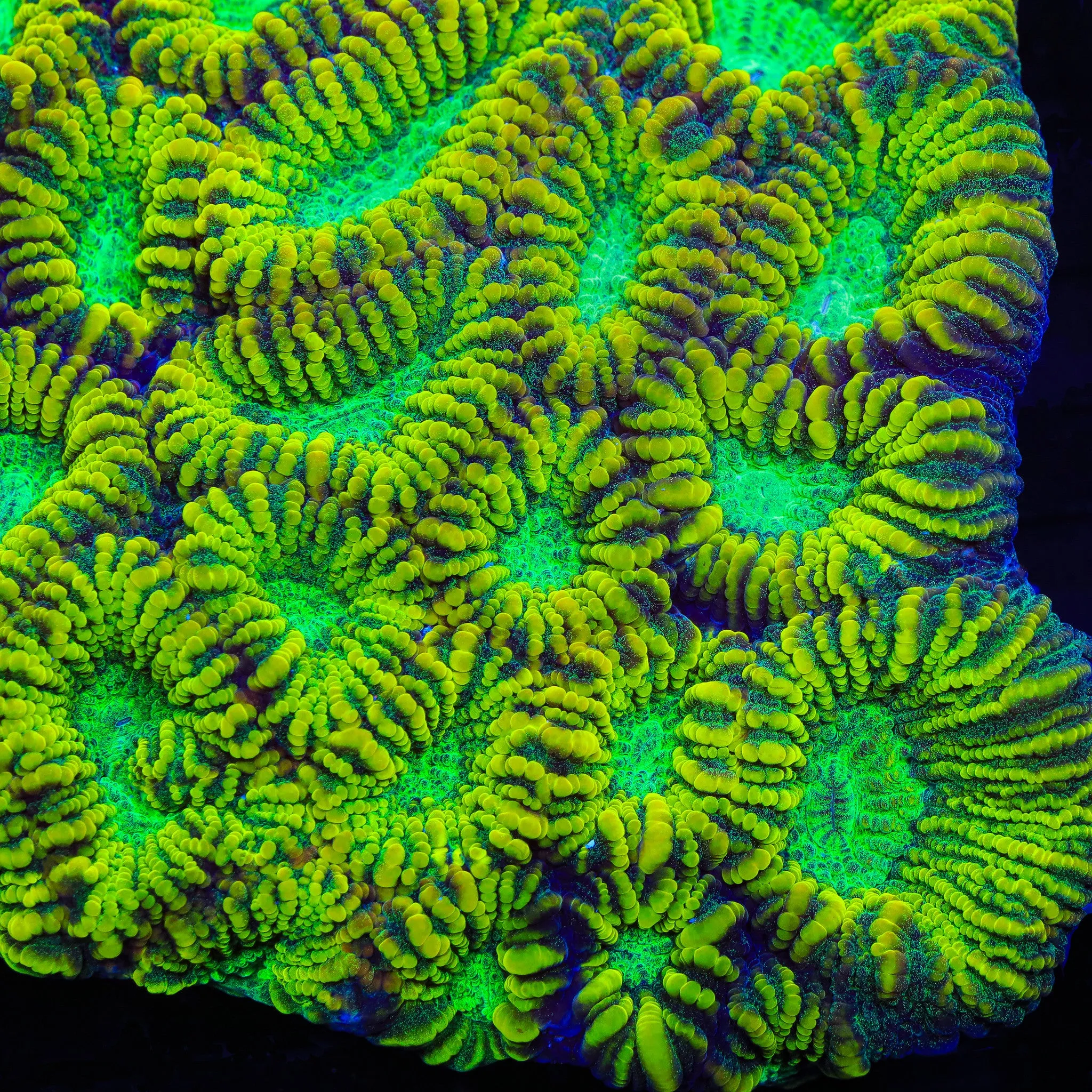 Mayan Sun Favia Coral