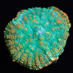 Miami Hurricane Mushroom Coral