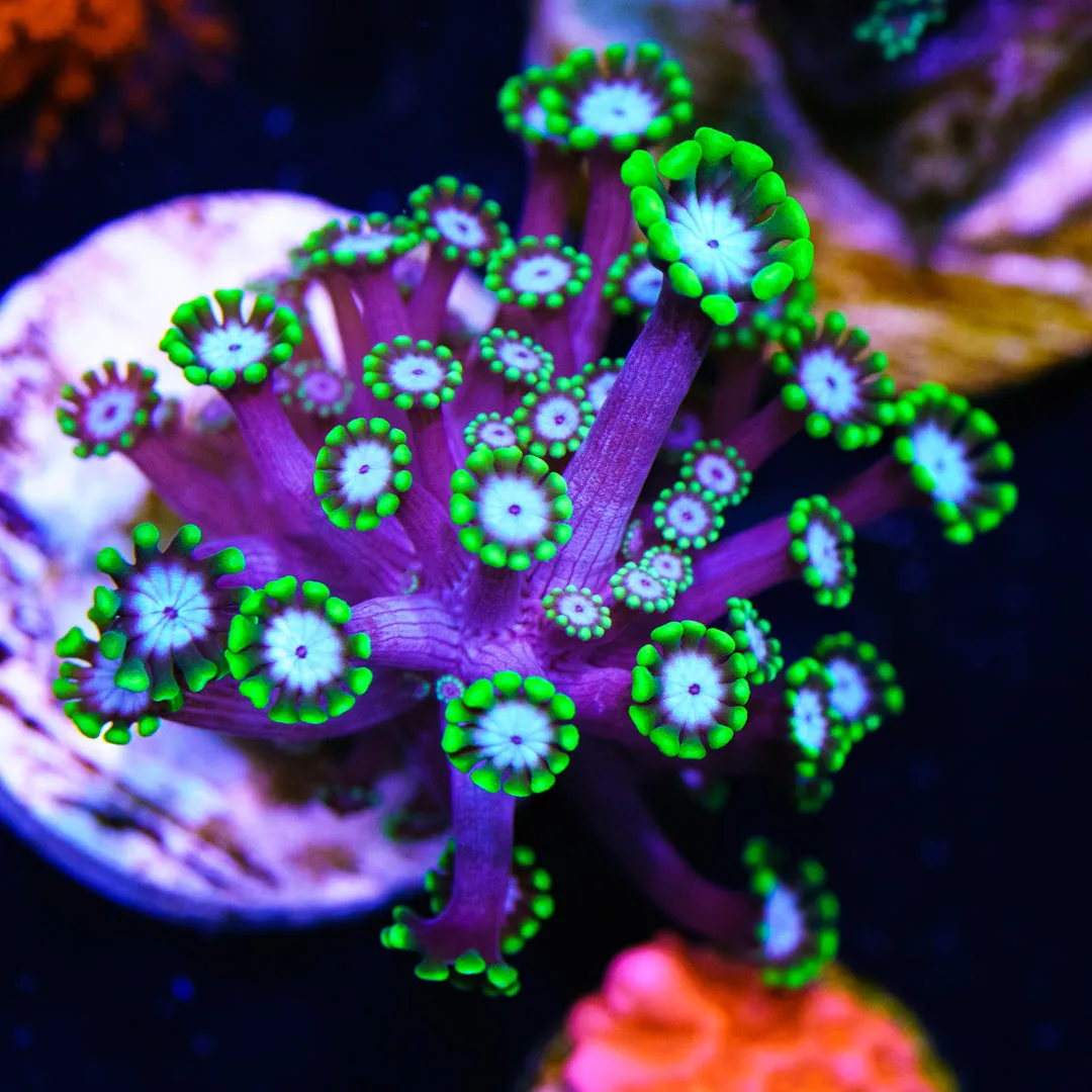 Spearmint Alveopora Coral