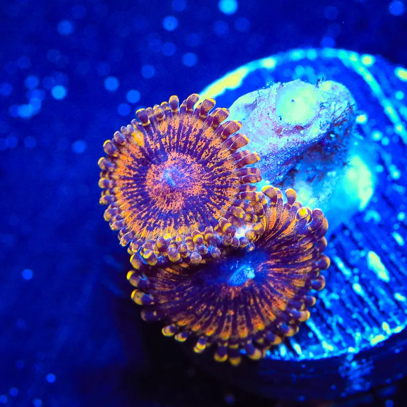 TSA Golden Temple Zoanthids Coral