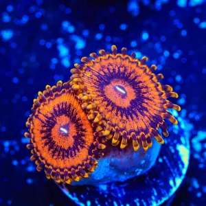 TSA Golden Temple Zoanthids Coral