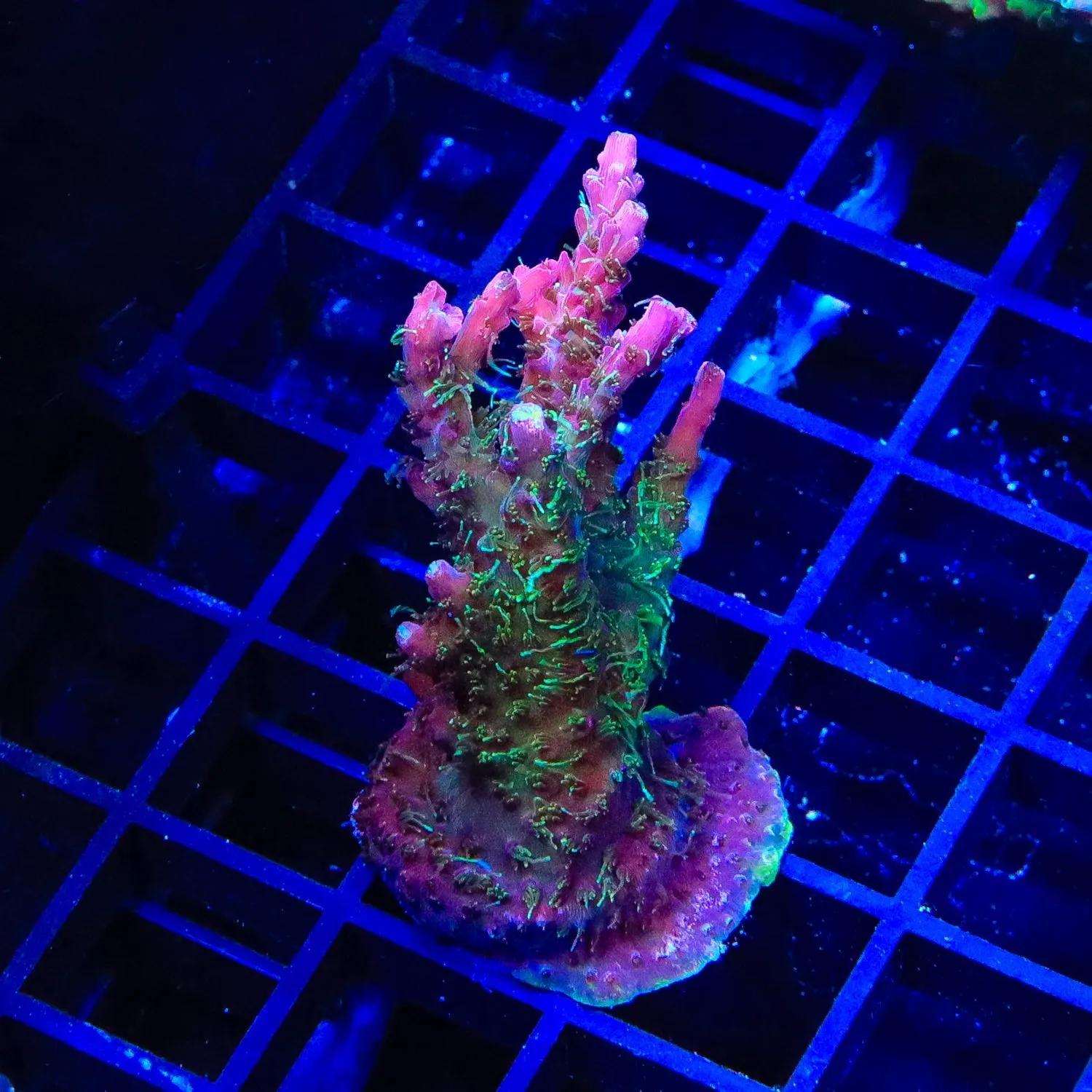 TSA Grape Ape Acropora Coral Mini Colony