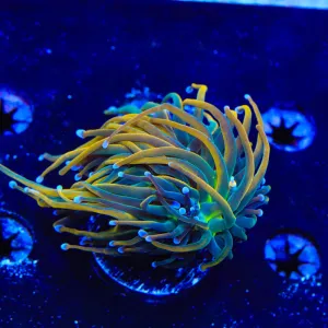 TSA Pot of Gold Torch Coral