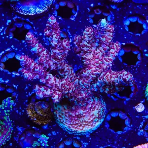 TSA Rainbow Sherbet Acropora Coral Colony