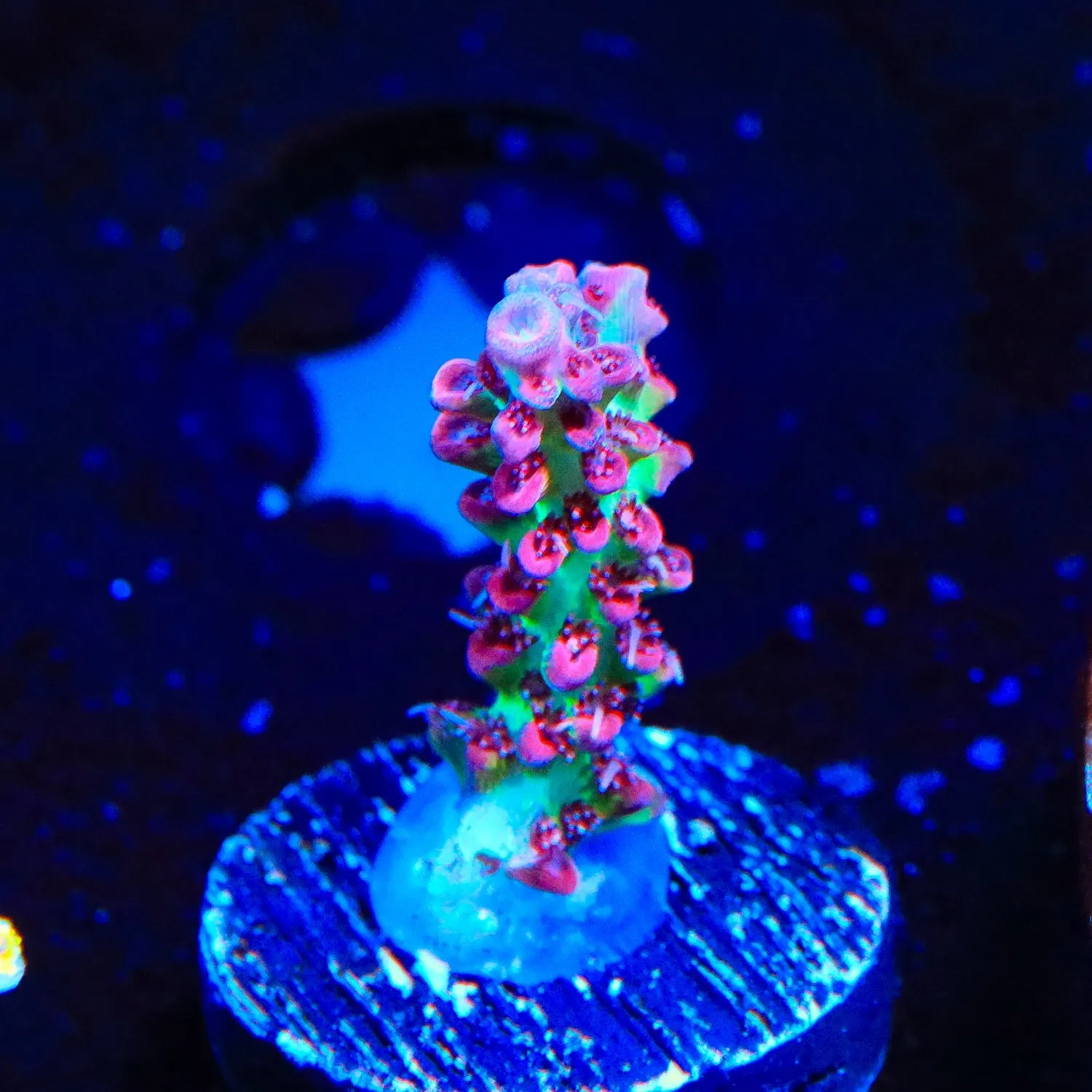 TSA Strawberry Shortcake Acropora Coral