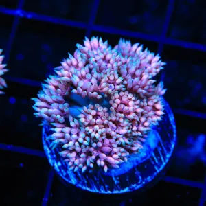 TSA Super Sonic Goniopora Coral