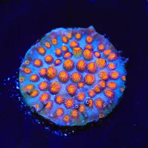 WWC Bizarro Cyphastrea Coral