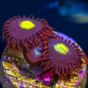 WWC Egg Yolks Zoanthids