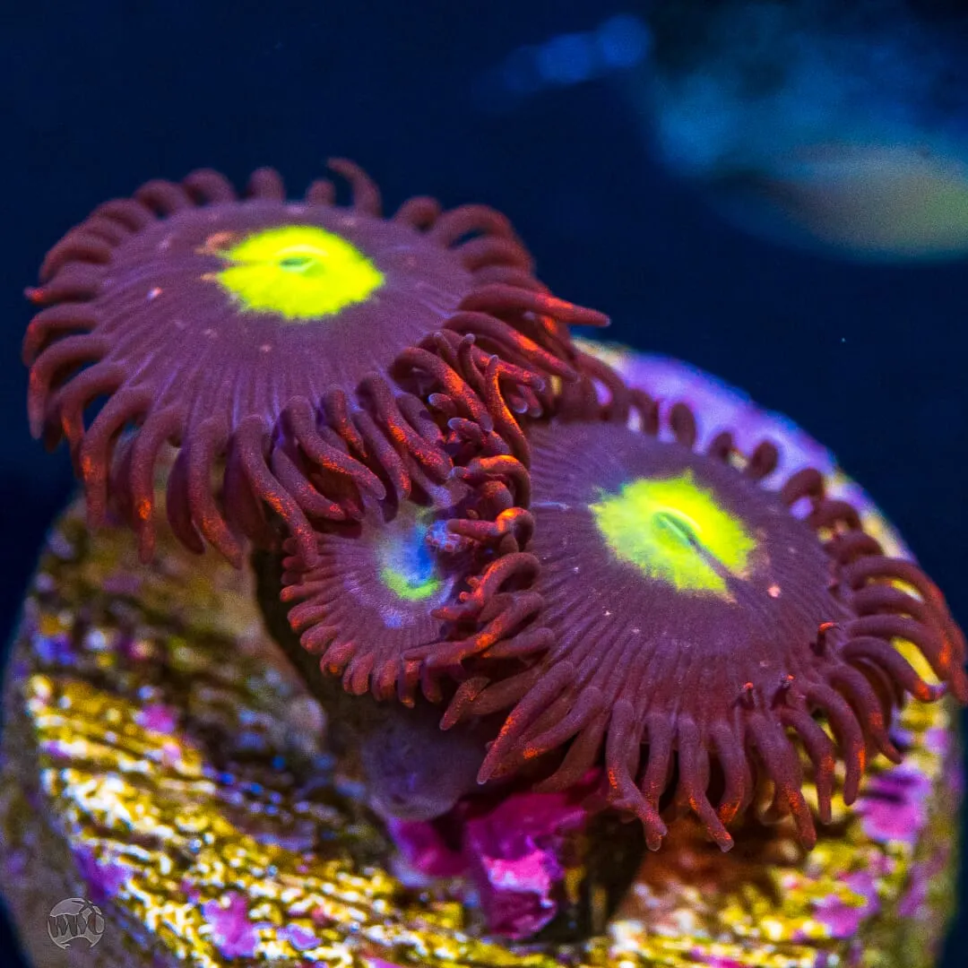 WWC Egg Yolks Zoanthids