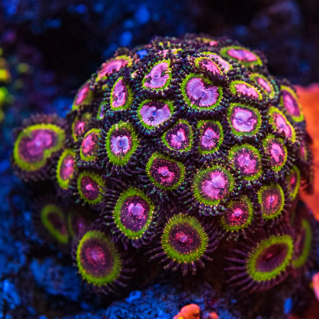 WWC Pink Krakatoa Zoanthids