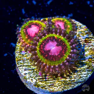 WWC Pink Krakatoa Zoanthids